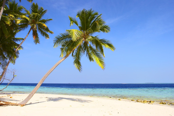 mooi strand met palmbomen - Foto, afbeelding