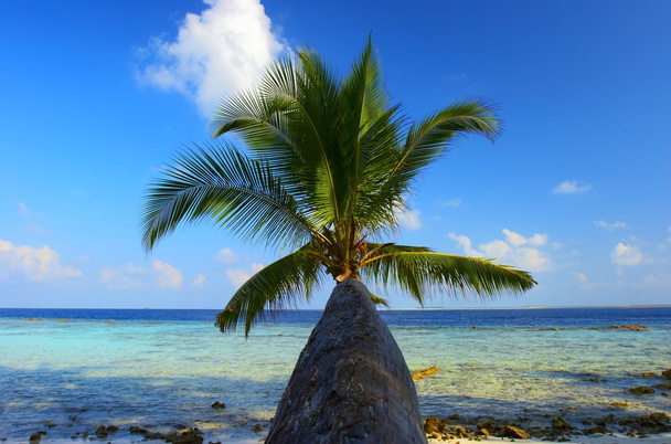 maravillosa playa con palmera
 - Foto, Imagen