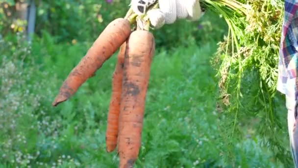 Αγρότης χέρια κρατώντας συγκομίζονται ώριμα καρότα - Πλάνα, βίντεο