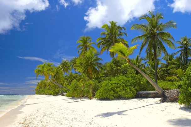 Boa floresta tropical na praia no Oceano Índico
 - Foto, Imagem