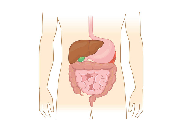 Inwendige organen over de spijsvertering van de mens geïsoleerd op een witte achtergrond. Illustratie over anatomie en gezondheid. - Vector, afbeelding