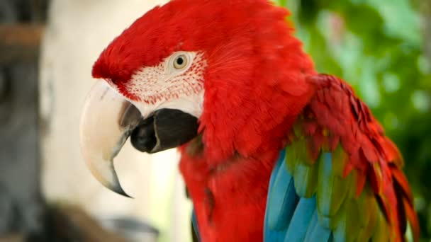 Close up of Red Amazon Scarlet Macaw parrot or Ara macao, in tropical jungle forest. Wildlife Colorful portrait of bird - Footage, Video