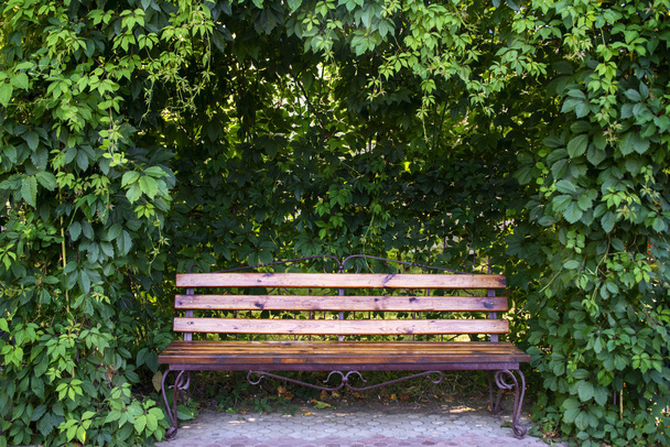 Bench in garden under curly thickets of wild grapes - Photo, Image