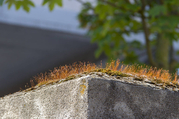 Moss en la parte superior del viejo poste de valla de piedra, enfoque selectivo
 - Foto, Imagen