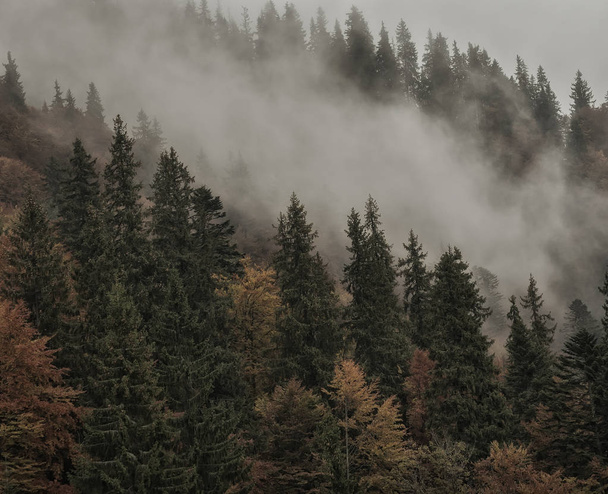 Firs and autumn trees in the fog on the mountainside. - Photo, Image