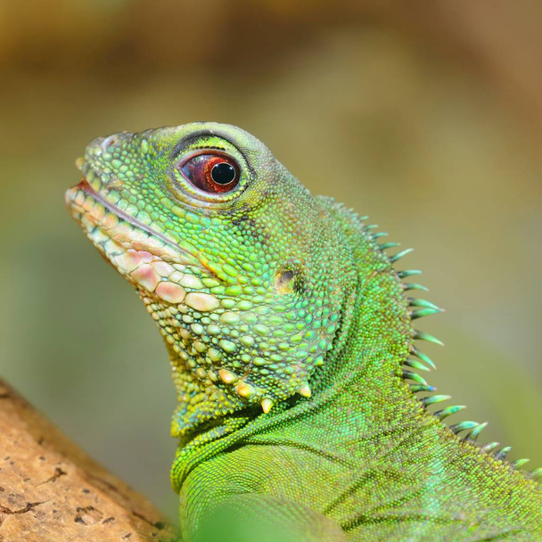 Asian water dragon (Physignathus cocincinus) in natural environment. Colourful tropical green lizard. - Photo, Image