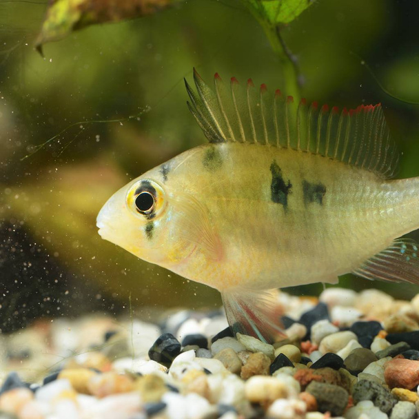 Nahaufnahme tropischer Fische im Aquarium - Foto, Bild