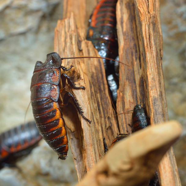 Μαύρο γίγαντα Μαδαγασκάρη σφύριγμα ομάδα κατσαρίδα στο φυσικό περιβάλλον - Φωτογραφία, εικόνα