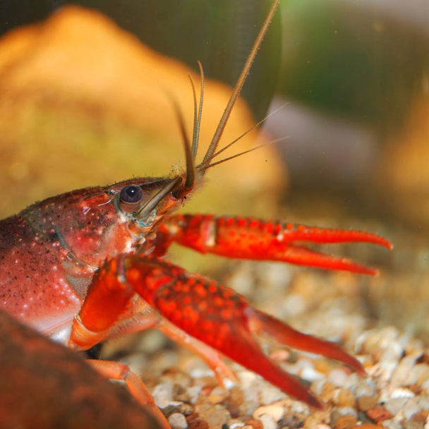louisiana swamp crayfish Procambarus clarkii in a natural underwater environment - Photo, Image