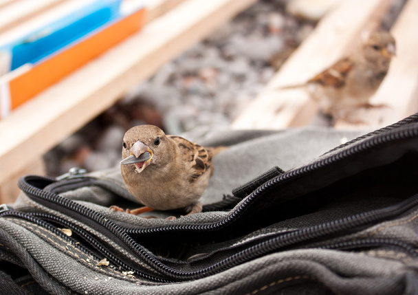 Vogel mit einem Samen im Schnabel - Foto, Bild