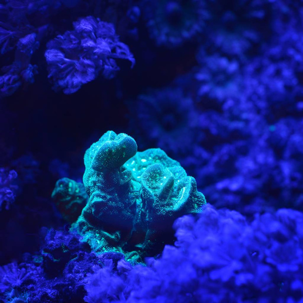 close-up view of Sea anemones and corals in aquarium - Photo, Image