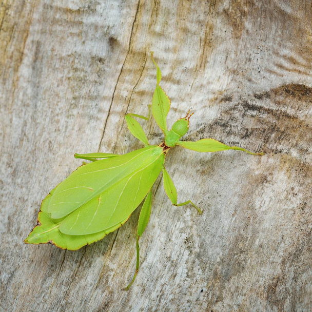 Folha verde como inseto-pau Phyllium giganteum em um tronco de árvore em ambiente natural
 - Foto, Imagem