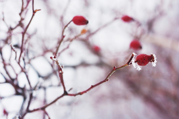 Бріар вкритий снігом взимку
 - Фото, зображення