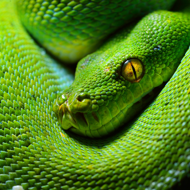 close-up view of green snake head - Foto, afbeelding
