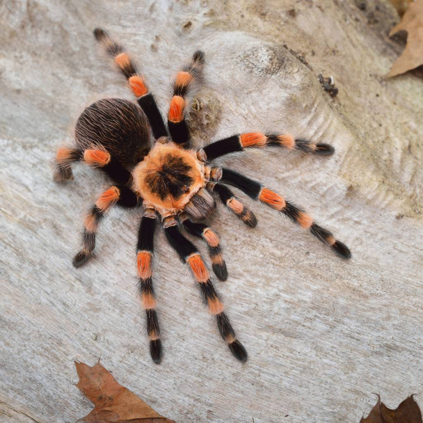 Birdeater tarantula spinnen Brachypelma smithi in natuurlijke bossen milieu. Helder oranje kleurrijke reus arachnid. - Foto, afbeelding