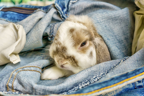 Rabbit entra nei jeans, il suo sonno gioco
. - Foto, immagini