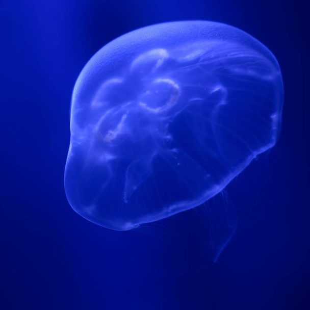 Tmavě modré medúzy zářící ve tmě - Fotografie, Obrázek