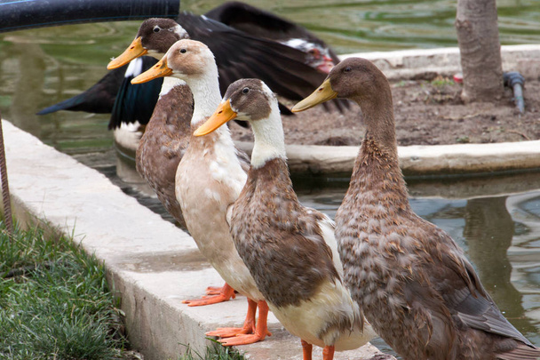 Patos sentados na linha na parede da lagoa no parque
 - Foto, Imagem