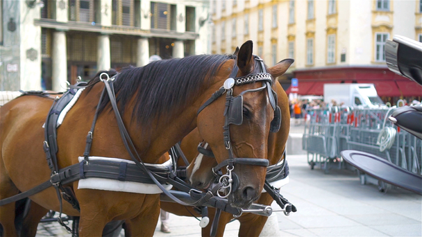 オーストリア、ウィーンの伝統的な馬コーチ fiaker - 映像、動画
