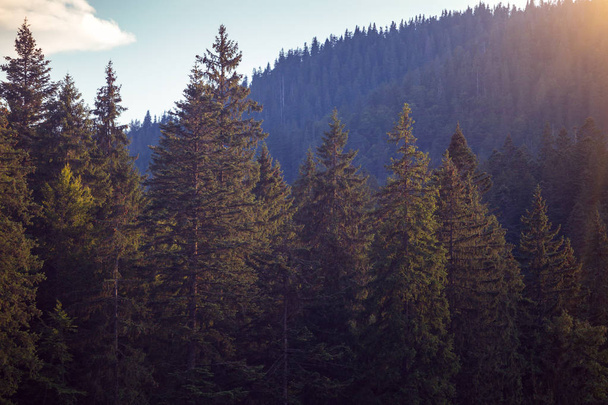 beautiful mountain landscape. background of pine forest - Foto, imagen
