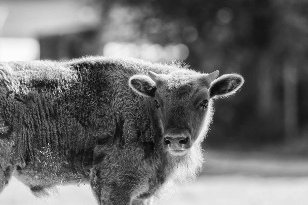 A wisent out in the meadow, black and white - Φωτογραφία, εικόνα