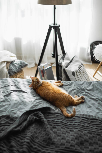 A red cat lies on a bed with gray linen on a gray woven plaid. The sun is shining out the window is a lamp stand, books, a pedestal - Foto, Imagen