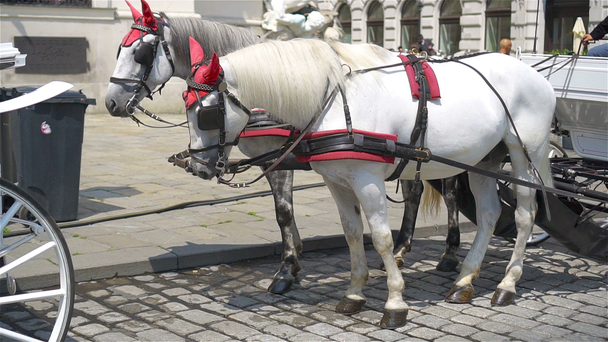 Traditionelle Pferdekutsche Fiaker in Wien Österreich - Filmmaterial, Video