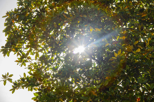 Tek tra gli alberi - güneş ağaçların - Fotoğraf, Görsel