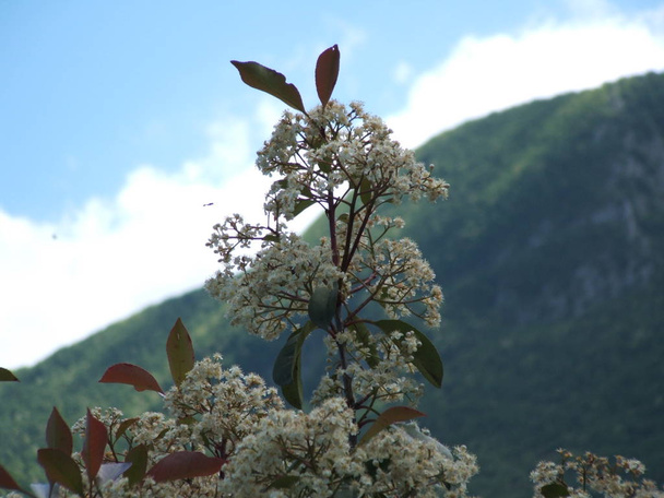Fiori Bianchi - White flowers - Photo, Image