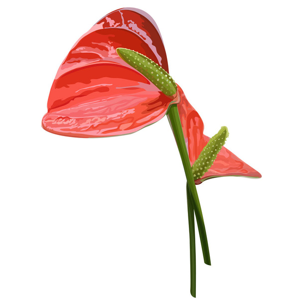Vector realista flor exótica. Primer plano de Anthurium. Elemento floral de verano
. - Vector, imagen