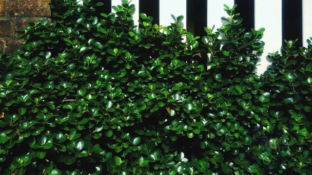 Зелений лист з білим фоном паркану
 - Фото, зображення