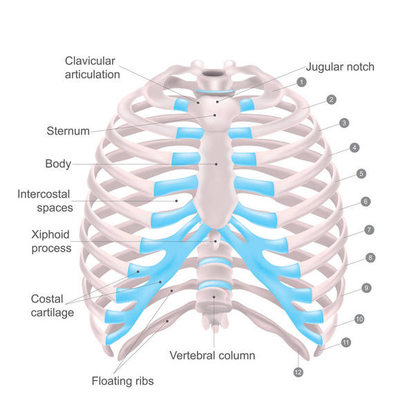 Der Brustkorb besteht aus Knochen und Knorpel entlang, er besteht aus den 12 Rippenpaaren mit ihren Rippenknorpeln und dem Brustbein. Abbildung menschliche Knochen. - Vektor, Bild