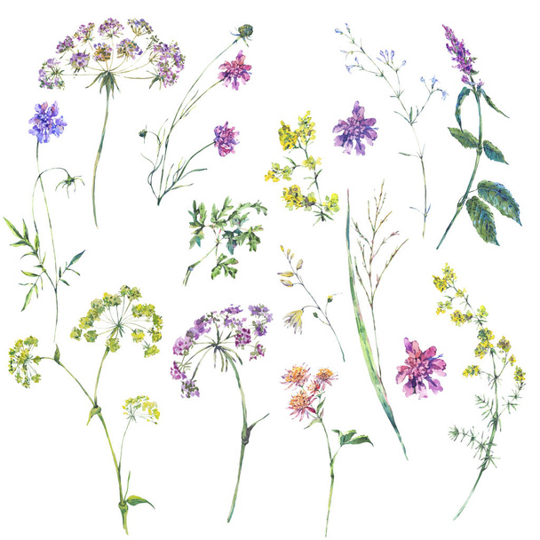 Watercolor summer set of flowers, wildflowers. - Foto, immagini