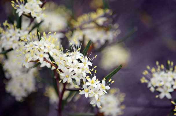 Spring background of white and yellow flowers of the Australian native Phebalium squamulosum, growing in heath on the Little Marley Fire Trail, Royal National Park, Sydney, NSW, Australia. Winter and spring flowering. - Photo, Image