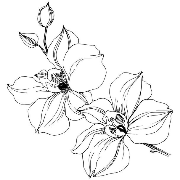 Wektor tropikalny kwiat orchidei. Botaniczny kwiat kwiatowy. Element ilustracja na białym tle. Wildflower wektor tle, tekstura, wzór otoki, ramki lub granicy. - Wektor, obraz