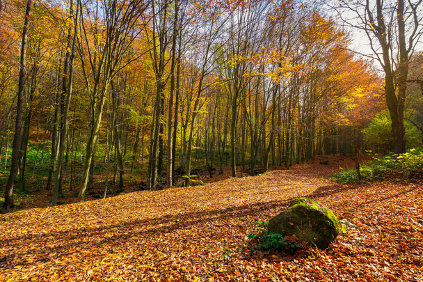 lovely forest scenery in autumn. boulder on the ground in fall foliage - Photo, image