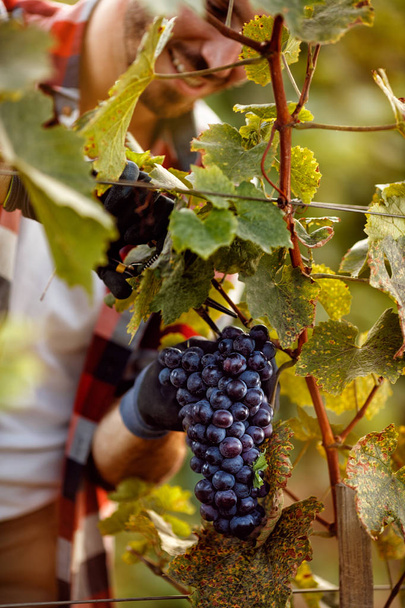 worker picking black grapes on family vineyard - Φωτογραφία, εικόνα