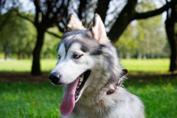 若いエネルギッシュな犬の散歩に。シベリアン ハスキー。日射病、夏にペットの健康。過熱からあなたの犬を保護する方法。犬の訓練。ひげ、ポートレート、クローズ アップ。楽しんで、 - 写真・画像
