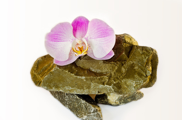 Tender pink orchids lies on wild natural stones on a white backg - Photo, Image