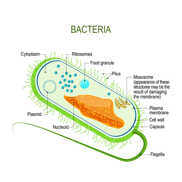 Structure d'une cellule bactérienne. Anatomie du procaryote. organisme unicellulaire. Diagramme vectoriel pour votre conception, éducation, médical, utilisation biologique et scientifique
 - Vecteur, image