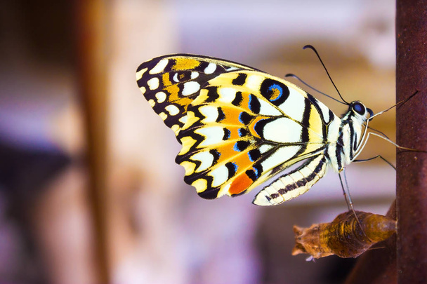 Nové motýlí visí těsně po opuštění svého zámotku na konci jeho transformace od housenka. - Fotografie, Obrázek