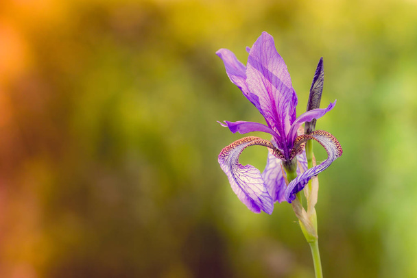 Iris sibirica, comúnmente conocida como iris siberiano o bandera siberiana, crece en el prado cerca del río Dniéper en Kiev, Ucrania, bajo el suave sol de la mañana.
 - Foto, imagen