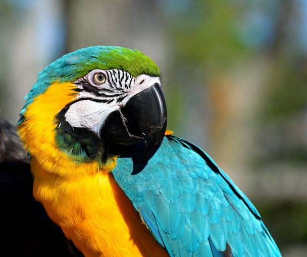 Żywe kolory i pieścić tle papuga Ara - Zdjęcie, obraz