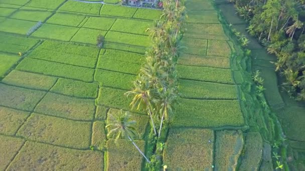 Antenne: Sonnenuntergang auf sattgrünen Kokospalmen, die sich über wunderschönen Reisfeldern und Reisterrassen im sonnigen Bali erheben. Reisplantage auf landwirtschaftlichem Ackerland auf verträumter tropischer Insel - Filmmaterial, Video