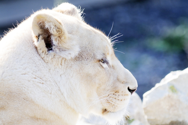 Fehér oroszlán női profil - Fotó, kép