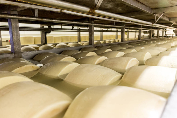 Соління сиру пармезан на фабриці в Італії - Фото, зображення
