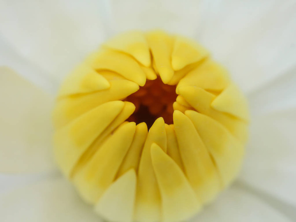 Beautiful waterlily or lotus flower in pond. - Photo, Image