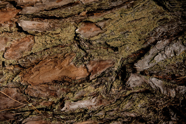 Textured background of a green and brown colored aged bark on the tree in the autumn forest - Foto, Imagen