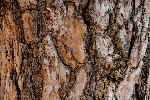 Textured background of a brown colored ornate bark on the aged tree in the autumn forest - Fotó, kép