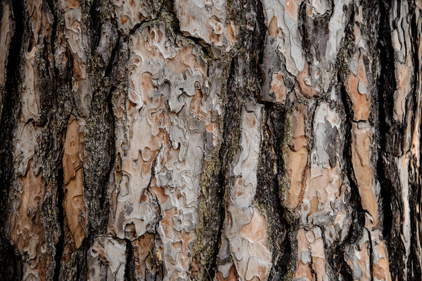 Textured background of a brown colored beautifully ornate bark on the aged tree in the autumn forest - Fotó, kép